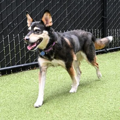 A senior medium-sized male Husky dog named Floki for adoption in Bellevue, WA