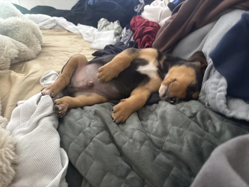 Lil Milo thumbnail 3