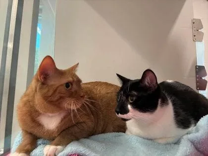 An adult medium-sized male Domestic Short Hair cat named Oliver for adoption in Gastonia, NC