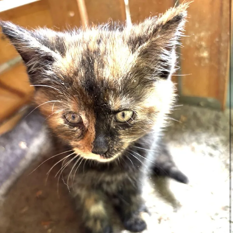 A baby small-sized female Calico Domestic Short Hair cat named Nutty Siblings Lotus for adoption in Washington, DC