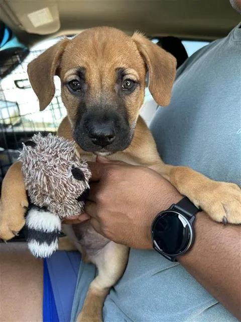 A baby small-sized male Mastiff dog named Jupiter for adoption in San Antonio, TX