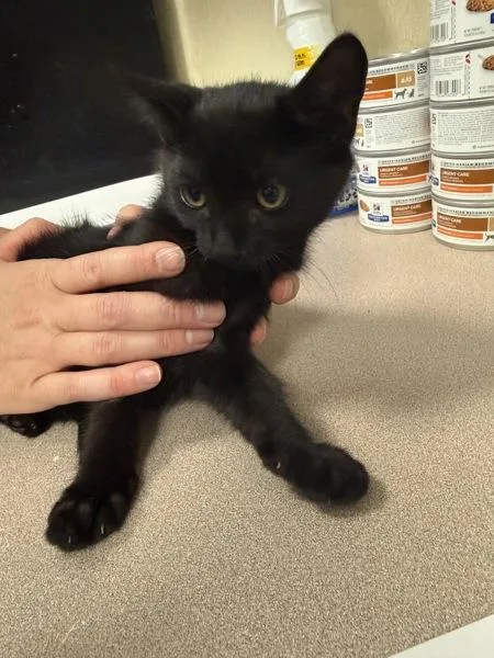 A baby small-sized male Domestic Short Hair cat named Aqua for adoption in Salisbury, MD