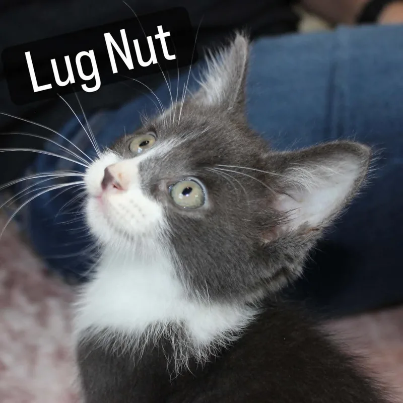 A baby medium-sized male Domestic Short Hair cat named Lugnut for adoption in New Braunfels, TX