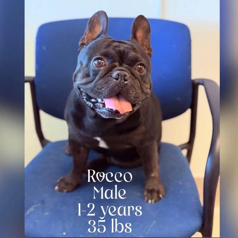 Rocco