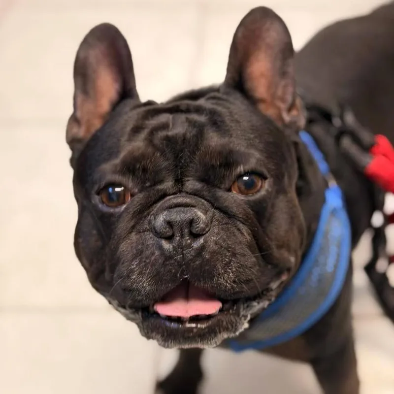Rocco thumbnail 2