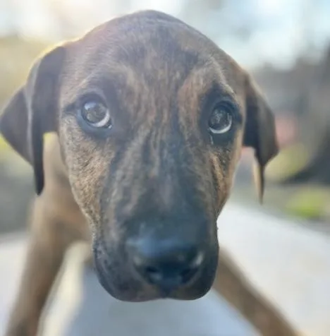 A baby medium-sized male Mountain Cur dog named Marlon for adoption in Manchester, CT