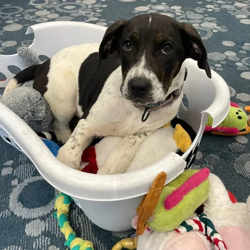 A baby medium-sized female Black Mixed Breed dog named Miranda Bailey for adoption in Fredericksburg, VA