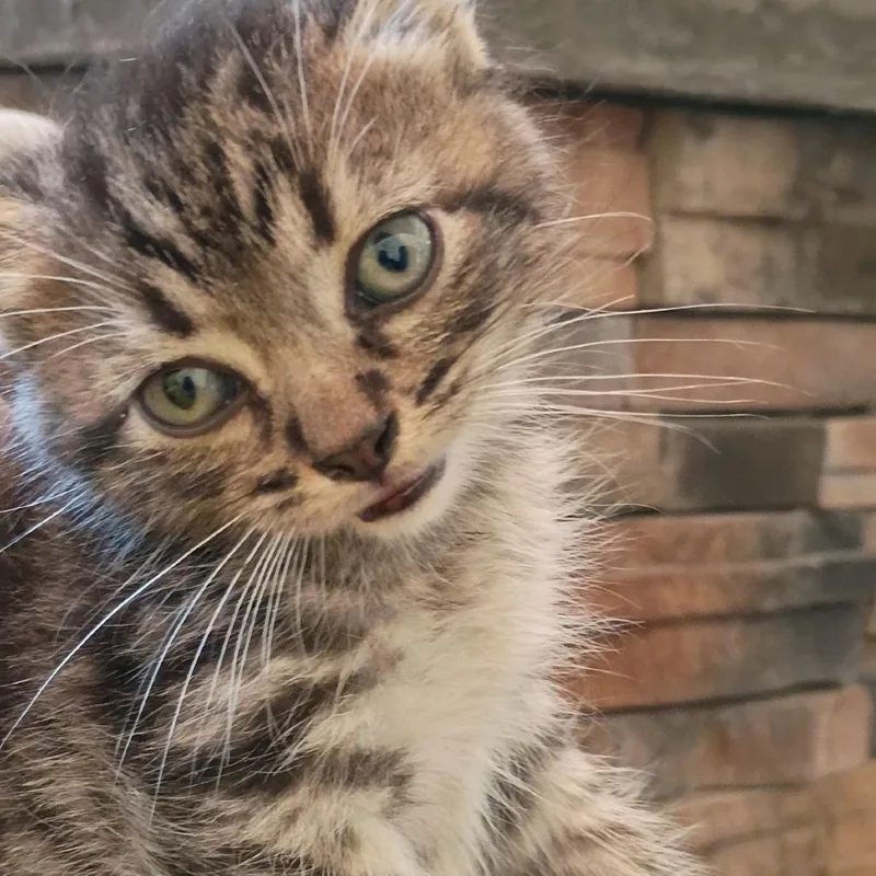 A baby small-sized female Brown / Chocolate Domestic Short Hair cat named Regal for adoption in Lynchburg, VA