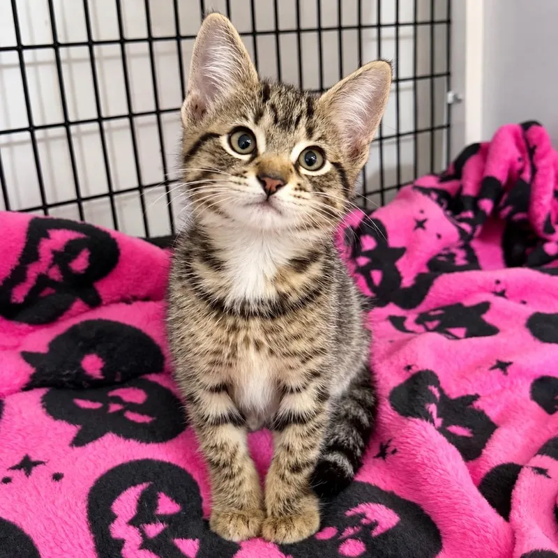 A baby small-sized female Domestic Short Hair cat named Princess Pancake for adoption in Ewing, NJ