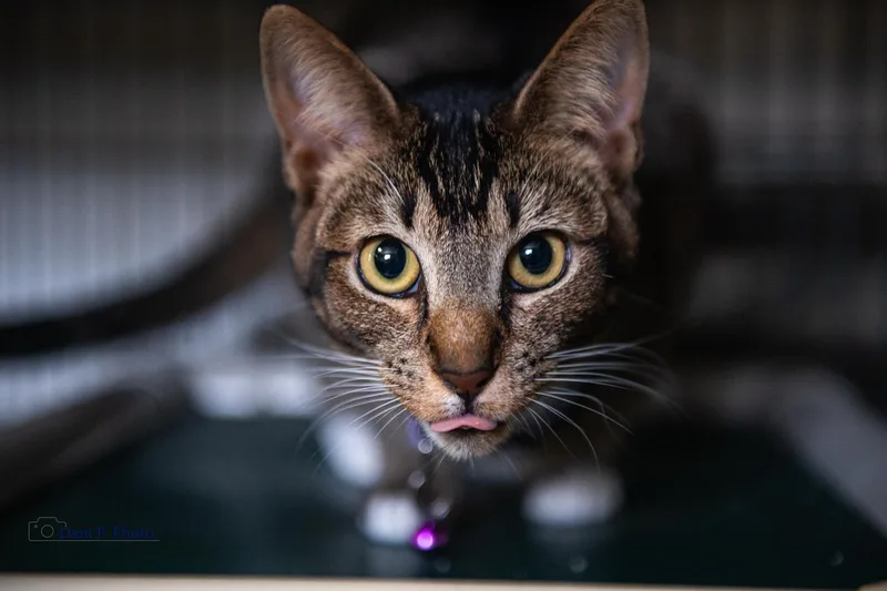 A young small-sized female Abyssinian cat named DandelionCCHS for adoption in Locust Grove, GA