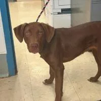 A young small-sized male Brown / Chocolate Chocolate Labrador Retriever dog named Snickers for adoption in St. Paul, MN