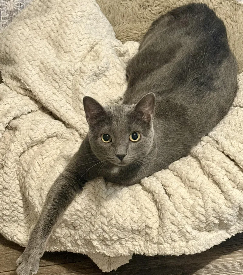 A young medium-sized female Gray / Blue / Silver Domestic Short Hair cat named Ash for adoption in Stoughton, WI