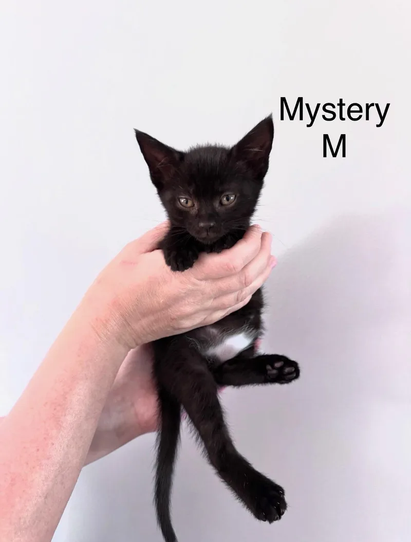 A baby small-sized male Domestic Short Hair cat named Mystery for adoption in Galloway, NJ