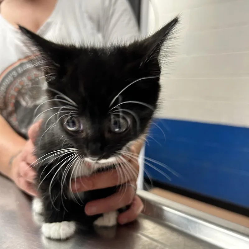 A baby small-sized male Black Domestic Short Hair cat named Moe for adoption in Newport, NC