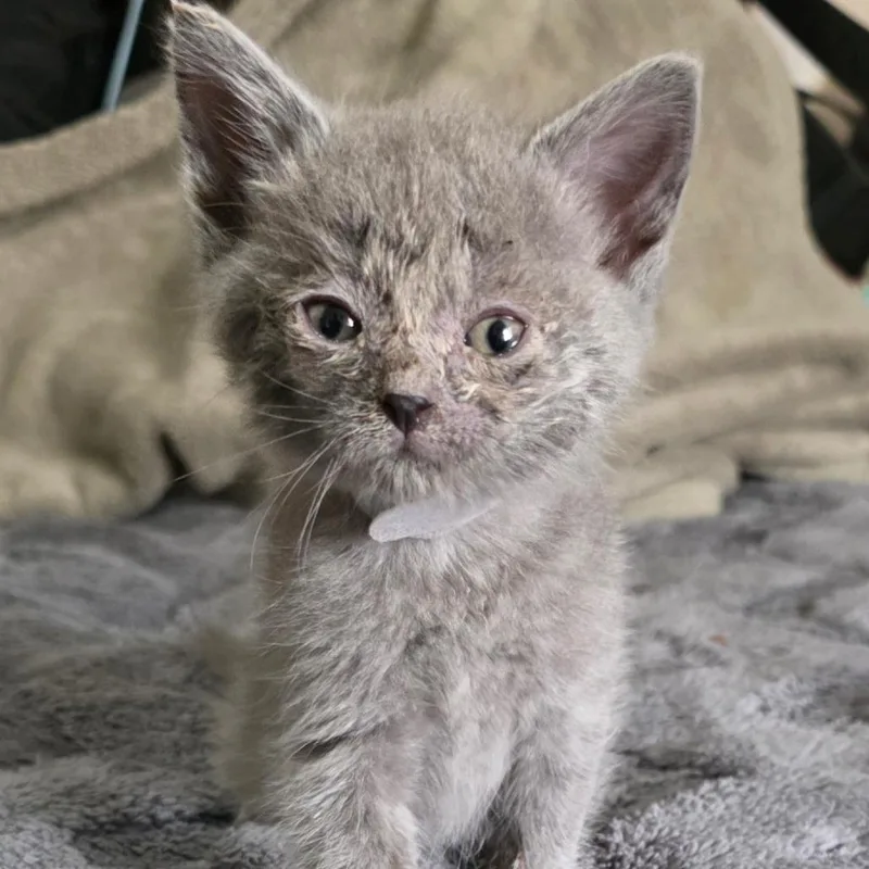A baby small-sized female Gray / Blue / Silver Domestic Short Hair cat named Cotton for adoption in Chicago, IL