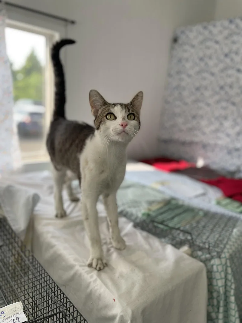 A young large-sized male Domestic Short Hair cat named Dooper for adoption in Trenton, NJ