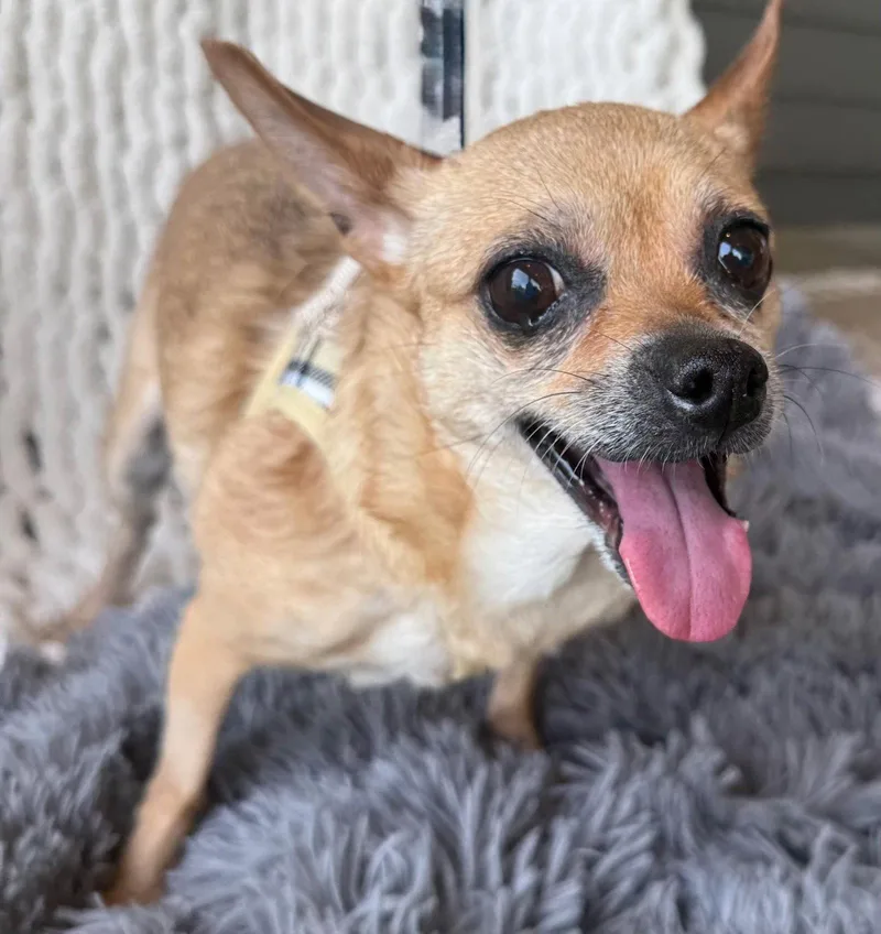 A senior small-sized female Chihuahua dog named Calm Cocoa for adoption in Franklin, TN