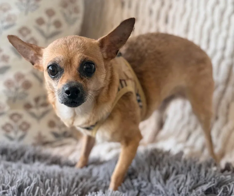 Calm Cocoa thumbnail 2