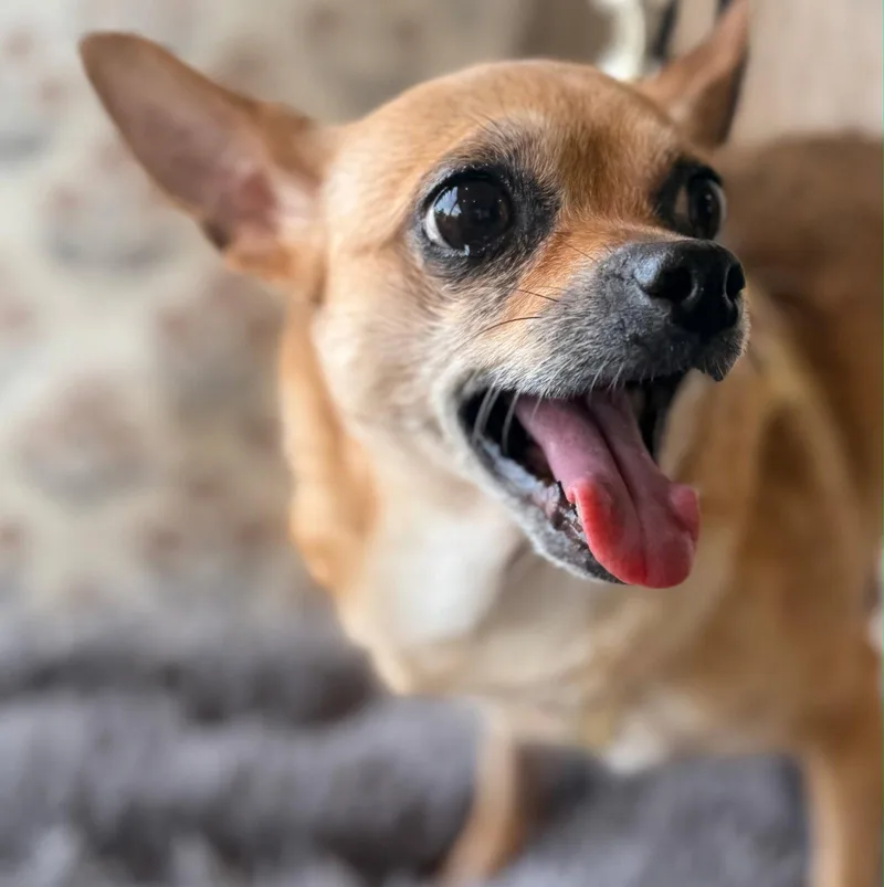 Calm Cocoa thumbnail 3