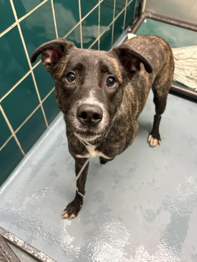An adult medium-sized male Staffordshire Bull Terrier dog named Winston for adoption in Houston, TX