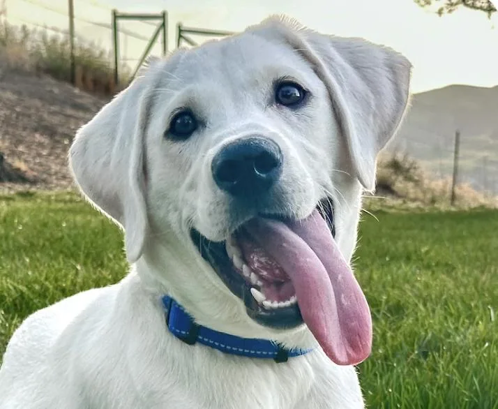 A baby medium-sized male Labrador Retriever dog named Kirby for adoption in San Ramon, CA
