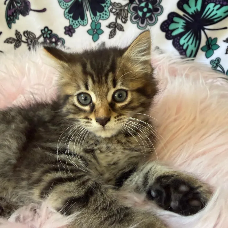 A baby small-sized male Black Domestic Medium Hair cat named Dubstep for adoption in Deerfield, IL