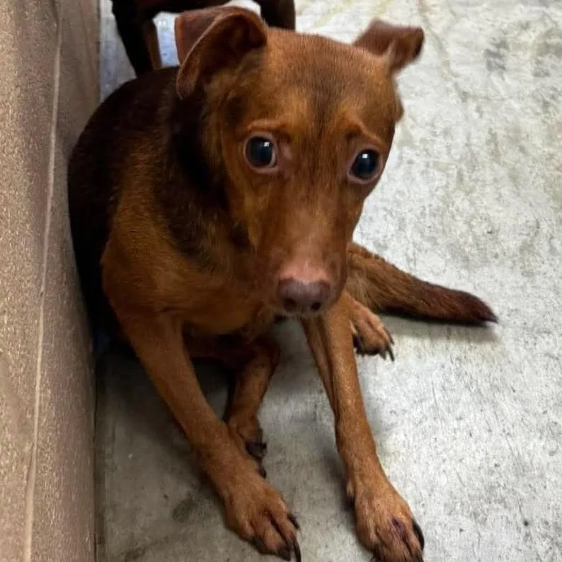 An adult small-sized male Brown / Chocolate Mixed Breed dog named Neil for adoption in Edwardsville, IL