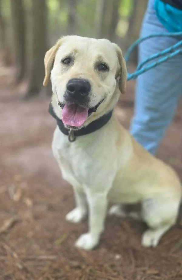 An adult large-sized male Labrador Retriever dog named Olde Yeller for adoption in Salisbury, MD