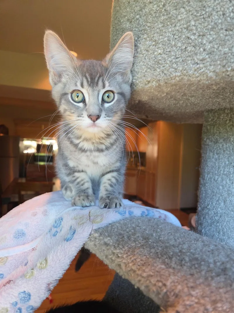 A baby medium-sized male Tabby (Gray / Blue / Silver) Tabby cat named Rowan for adoption in Woodinville, WA