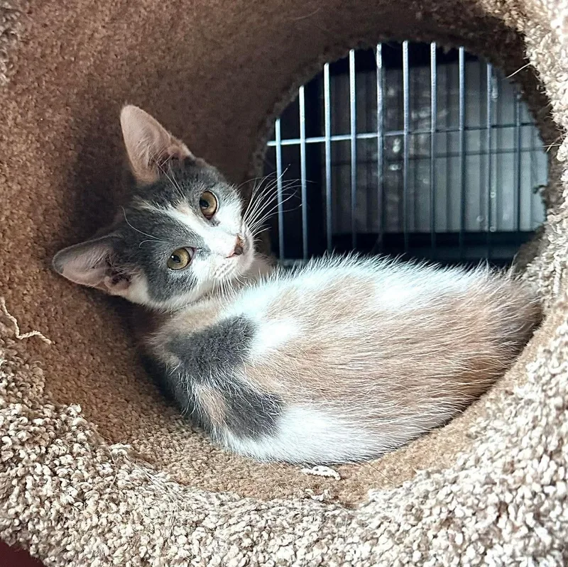 A baby small-sized female Dilute Calico Domestic Short Hair cat named Susiepoo for adoption in Stoughton, WI