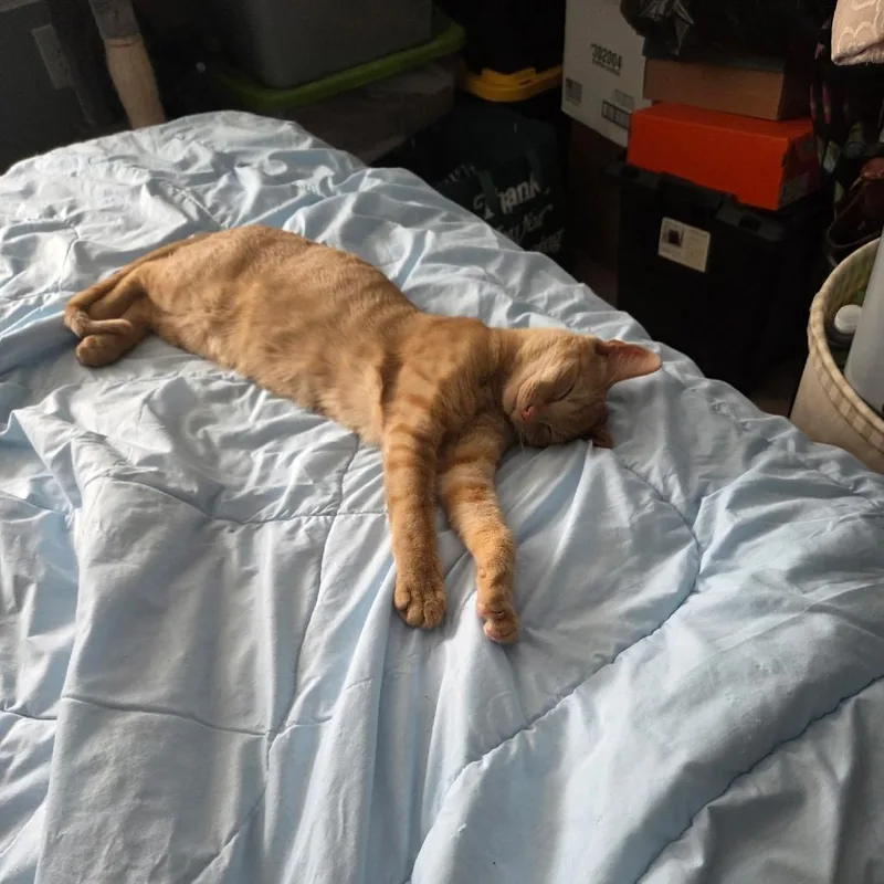 A young small-sized male Orange / Red Domestic Short Hair cat named Gael for adoption in Reisterstown, MD