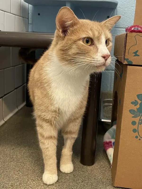 A young large-sized male Domestic Short Hair cat named Biscuit for adoption in Roanoke, VA