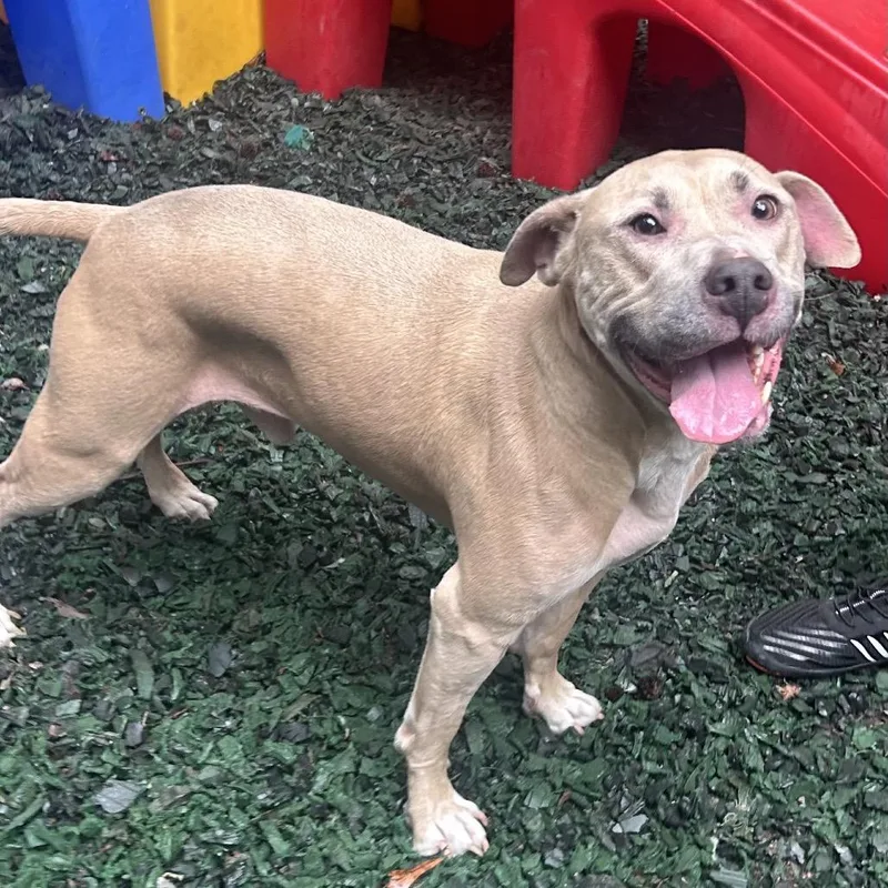 An adult medium-sized male Yellow / Tan / Blond / Fawn Mixed Breed dog named Mr. Boombastic for adoption in Decatur, GA
