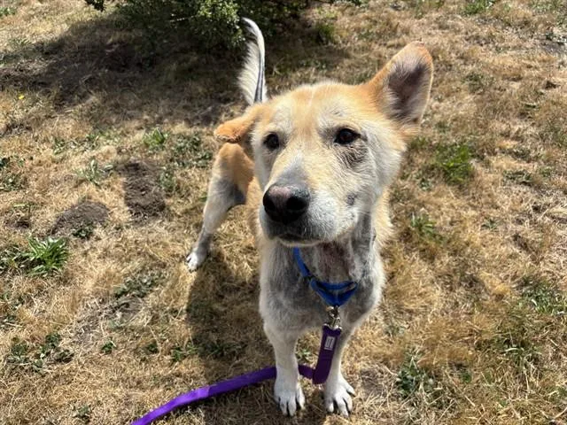 Teddy