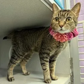 An adult medium-sized female Gray / Blue / Silver Domestic Short Hair cat named Convo for adoption in New York, NY