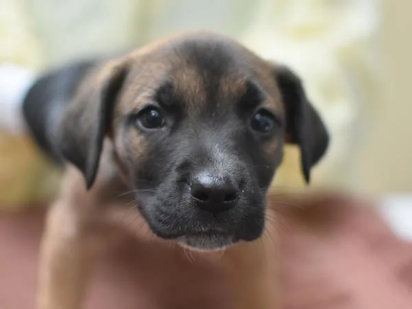 A baby small-sized male Terrier dog named Mr. Johnson for adoption in Portland, OR
