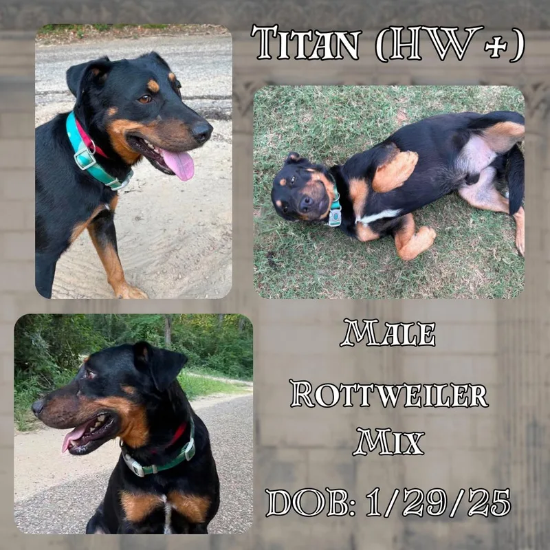 A young medium-sized male Bicolor Rottweiler dog named Titan for adoption in Caldwell, TX