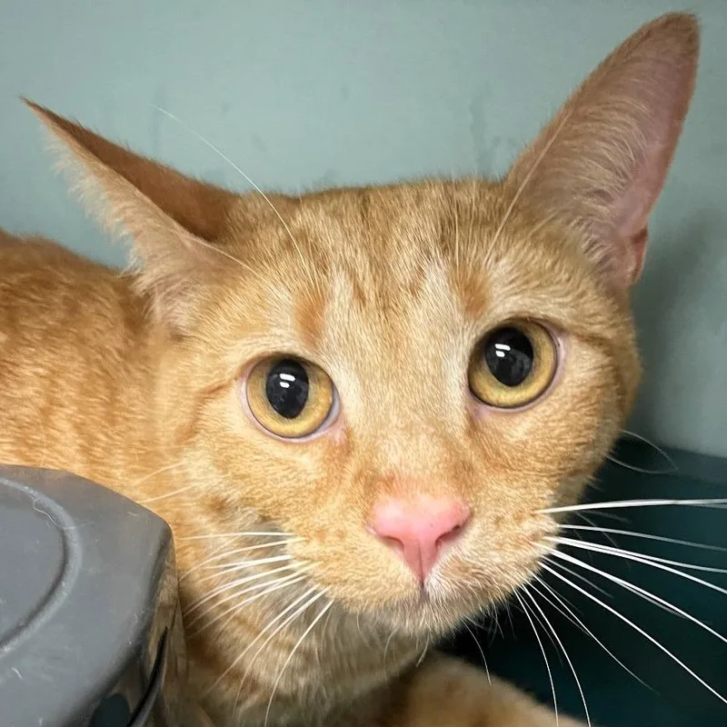 An adult extra large-sized male Gray / Blue / Silver Domestic Short Hair cat named Sebastian for adoption in Shawnee, KS