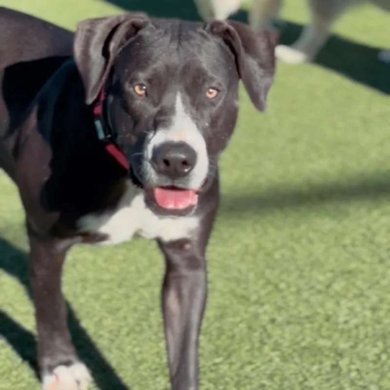 An adult large-sized female Black Pit Bull Terrier dog named Shasta A for adoption in Mission Hills, CA
