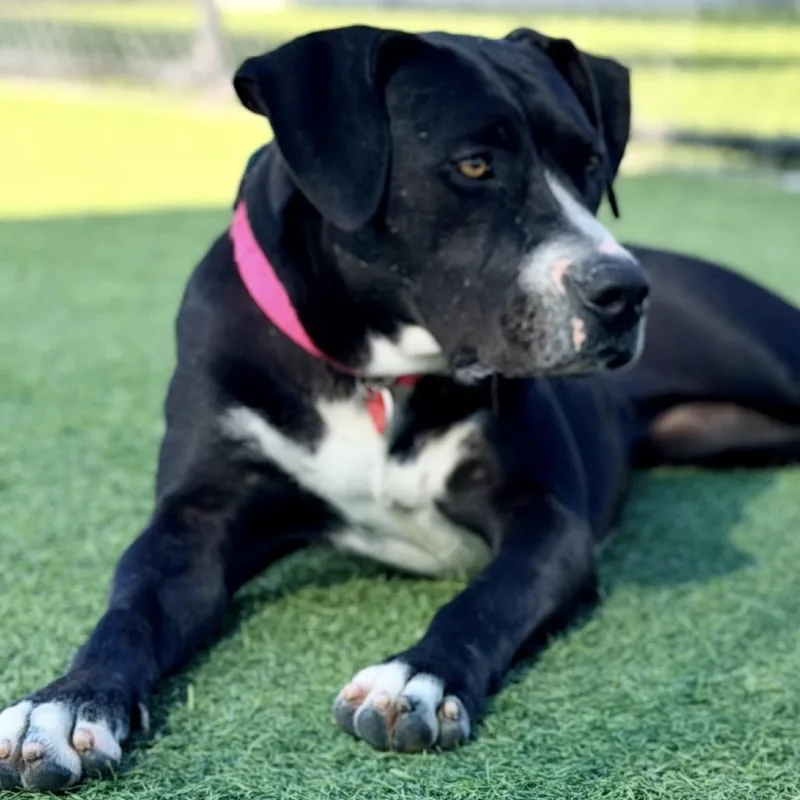 Shasta A thumbnail 2