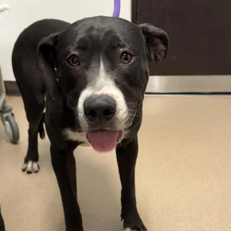 Shasta A thumbnail 3