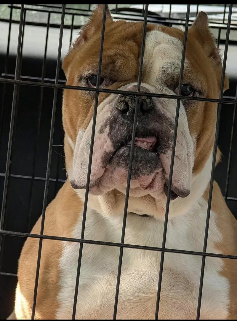 An adult medium-sized female English Bulldog dog named Lulu for adoption in Randolph Center, VT