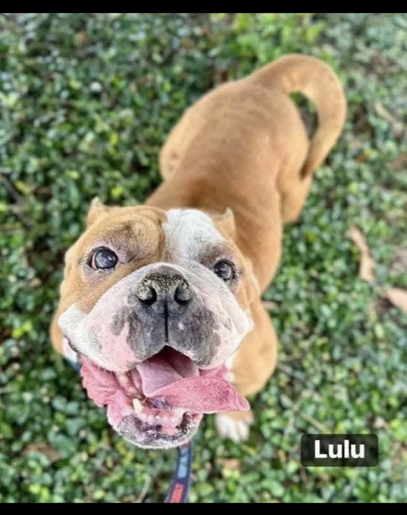 Lulu thumbnail 3
