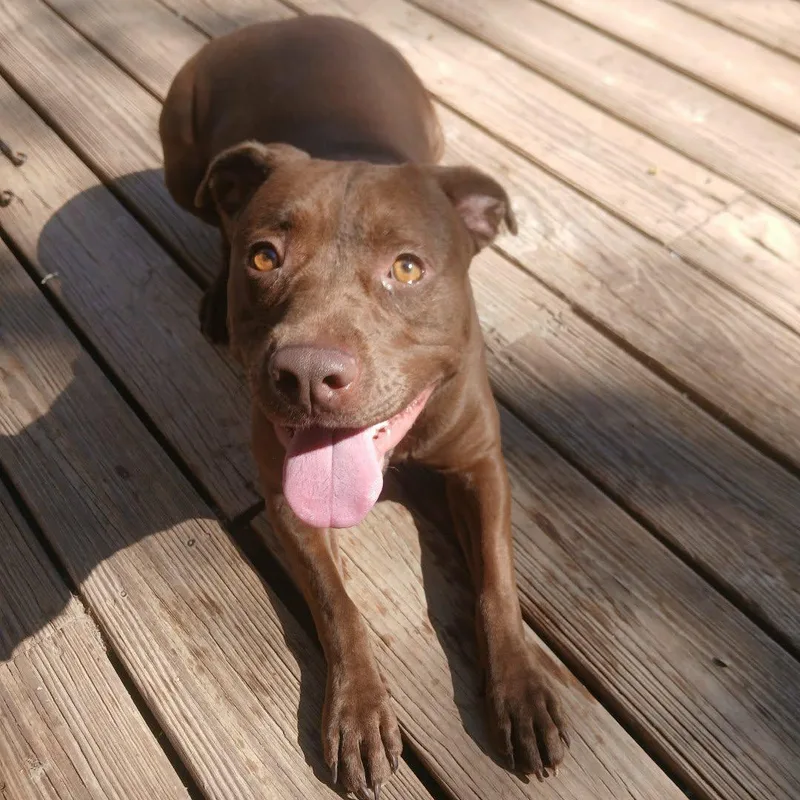 An adult medium-sized female Brown / Chocolate Mixed Breed dog named Emma for adoption in Saugerties, NY