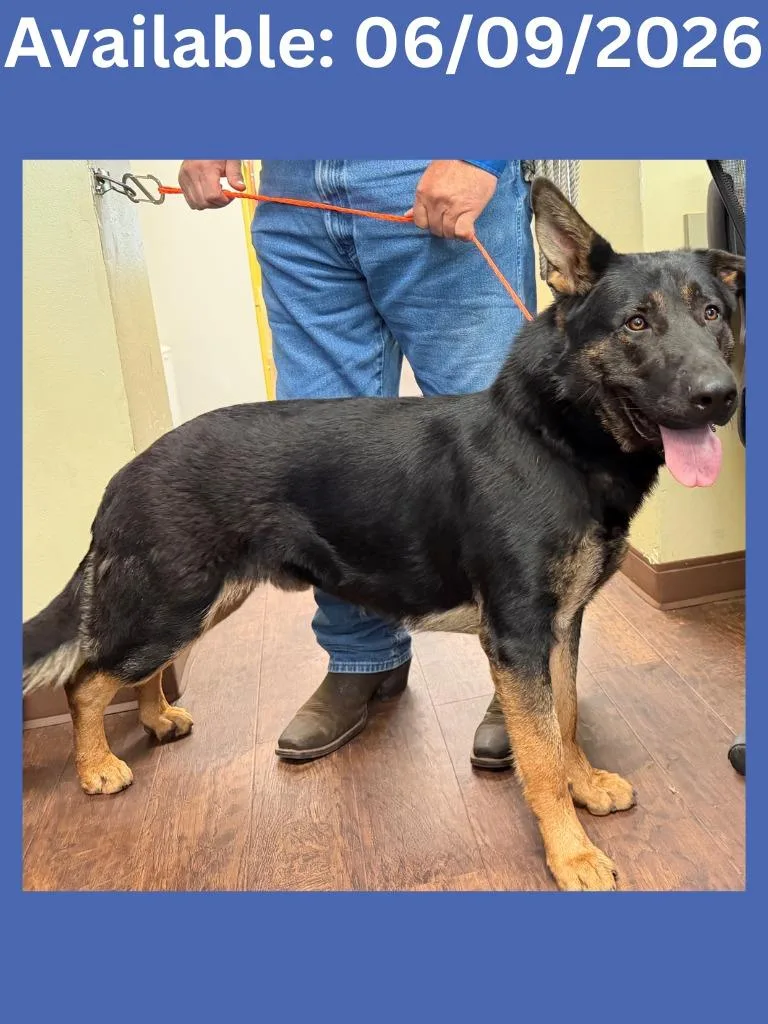 A young large-sized male German Shepherd Dog dog named Dog Kennel  Chico for adoption in Greenville, TX