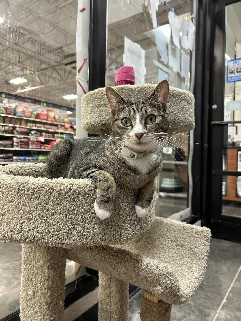 An adult small-sized female Domestic Short Hair cat named Scarlet Bonded With Riley for adoption in Ballwin, MO