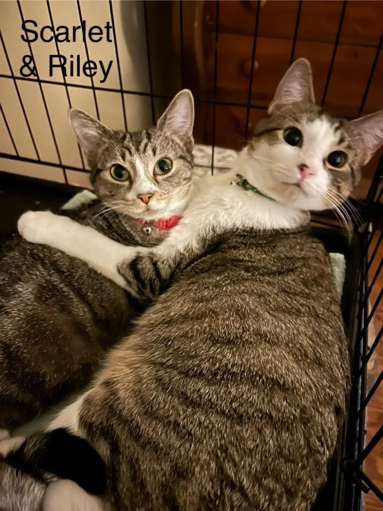 Scarlet Bonded With Riley thumbnail 4