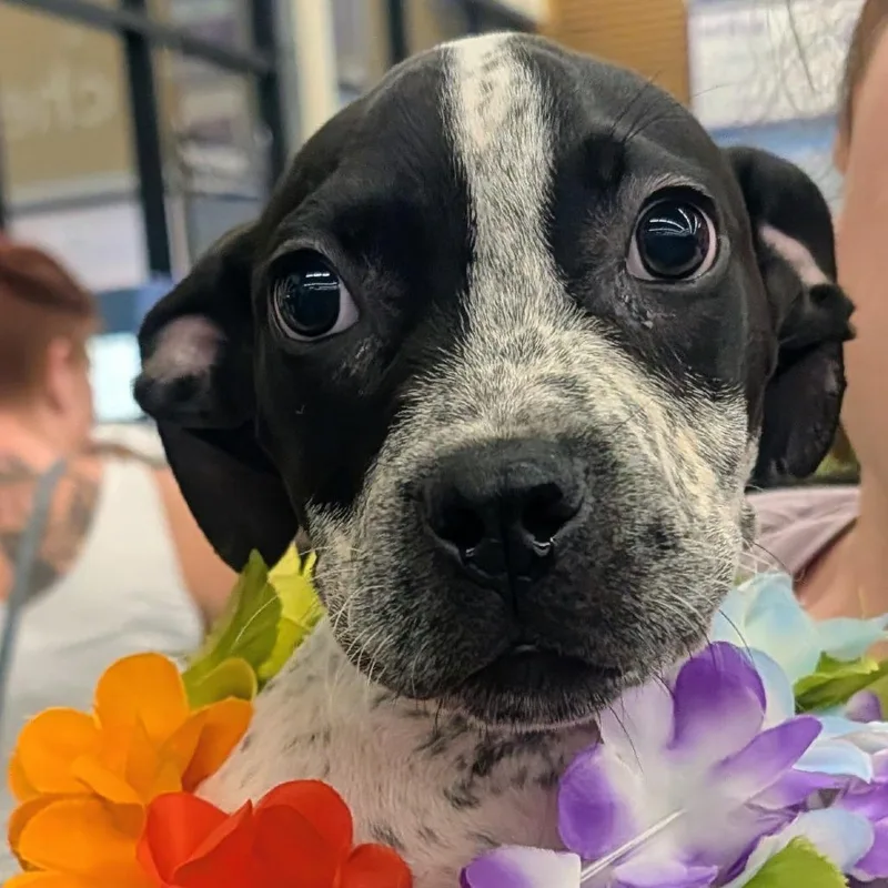 A baby medium-sized male White / Cream Mixed Breed dog named Snoopy for adoption in Volcano, HI