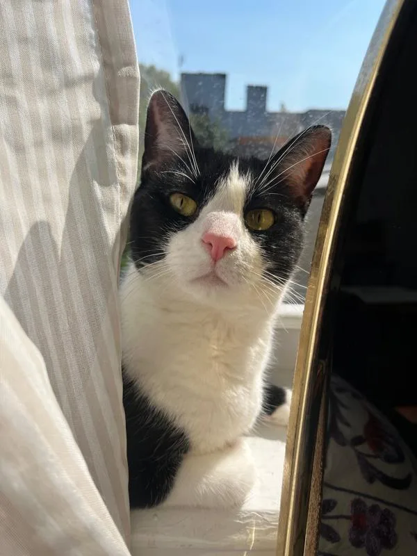 An adult medium-sized female Domestic Short Hair cat named Kiwi for adoption in Ridgewood, NY
