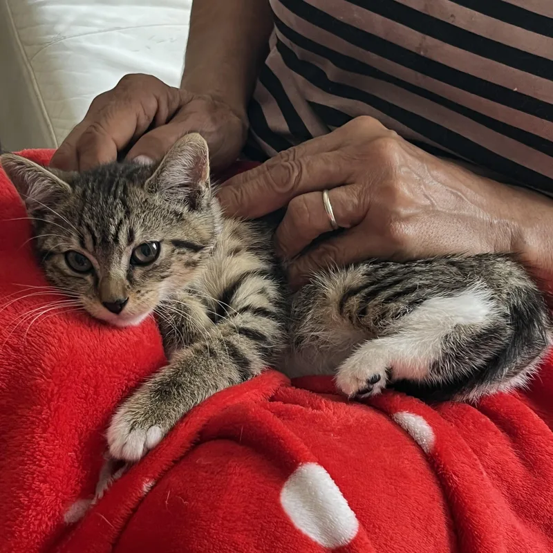 A baby medium-sized male Tabby (Gray / Blue / Silver) Tabby cat named Jony for adoption in Parkland, FL